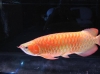 Premium High Gold Cross Back Arowana for sale